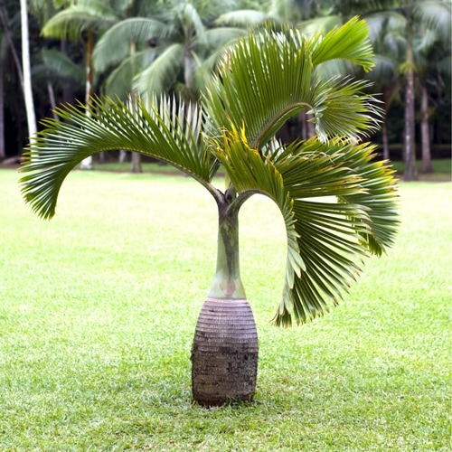 bottle-palm