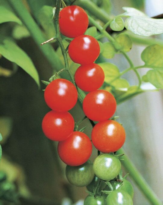 cherry-tomatoes (1)