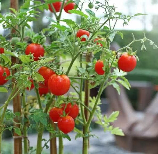 cherry-tomatoes (2)
