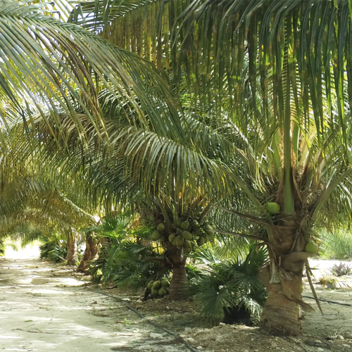 coconut-palm