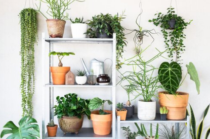 House Sitting Your Plants